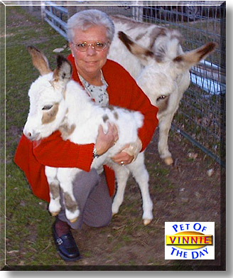 Sir Vincent, the Pet of the Day
