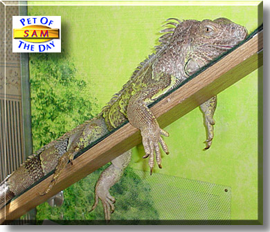 Sam, the Pet of the Day