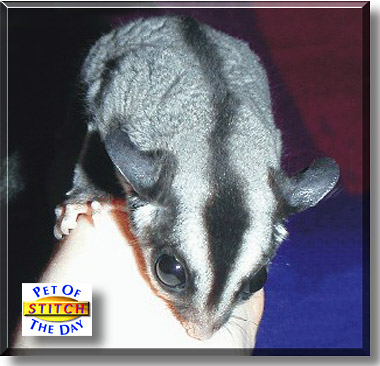 Stitch, the Pet of the Day