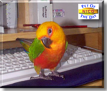 Nico, the Pet of the Day