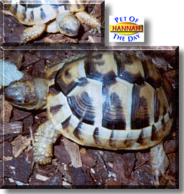 Hannah, the Pet of the Day