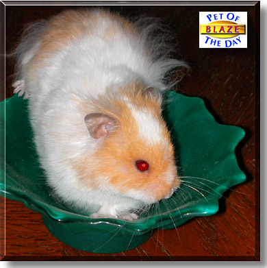 Blaze, the Pet of the Day