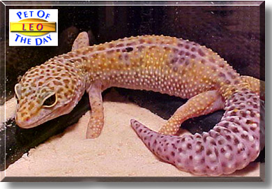 Leo, the Pet of the Day