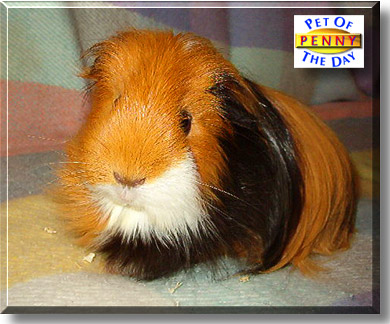 Penny, the Pet of the Day