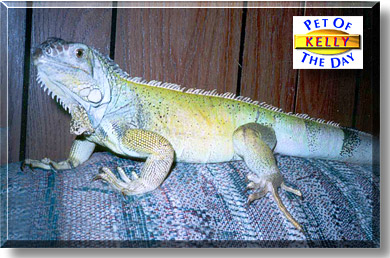 Kelly, the Pet of the Day
