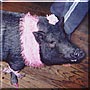 Oscar the Pot bellied Pig