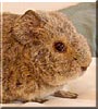 Brodie the Teddy Bear Guinea Pig