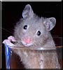 Fudge the Golden Hamster