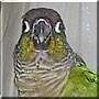 Bandit the Green cheeked Conure