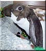 Iorek the Velveteen Lop Rabbit