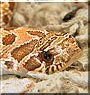 Roscoe the Hognose Snake