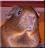 Doris the Guinea Pig