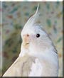 Molly the Cockatiel