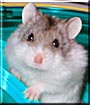 Dimitri the Hamster