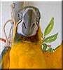 Mandy the Blue and Gold MaCaw