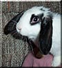 Zenna the Holland Lop Rabbit