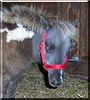 Oreo the Miniature Horse
