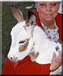 Sir Vincent the Miniature Donkey