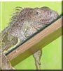 Sam the Iguana