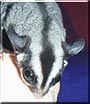 Stitch the Sugar Glider