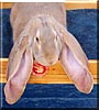 KAJ3 the English Lop