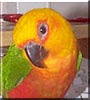 Nico the Jenday conure
