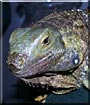 Caicos the Giant Green Iguana