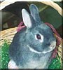 Chessie the Netherlands Dwarf