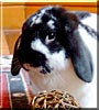 Fluffy the Mini Lop Rabbit