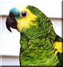 Elvis the Blue Fronted Amazon