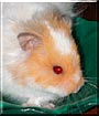 Blaze the Syrian Hamster