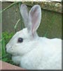 Rosie the Rabbit