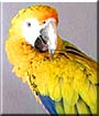 Sunshine the Yellow Camelot Macaw