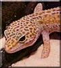 Leo the Leopard Gecko