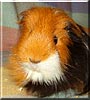 Penny the Sheltie Guinea Pig