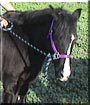 Okie Mae the Welsh, Quarter Pony