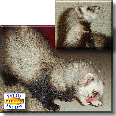 Pippin, the Pet of the Day