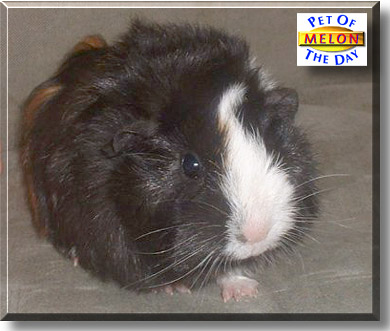 Melon, the Pet of the Day