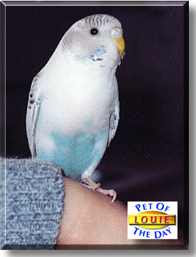 Louie, the Pet of the Day
