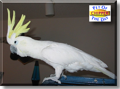 Chipper, the Pet of the Day