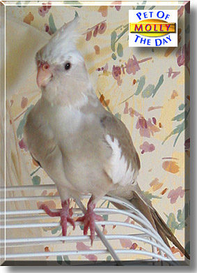 Molly, the Pet of the Day