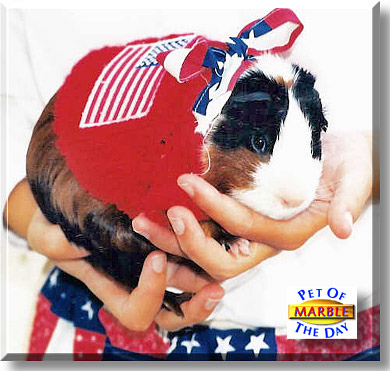 Marble, the Pet of the Day
