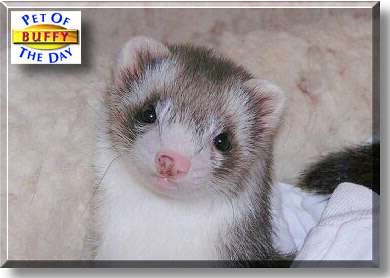 Buffy, the Pet of the Day