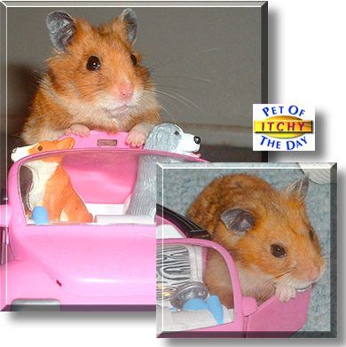 Emperor Itchy, the Pet of the Day