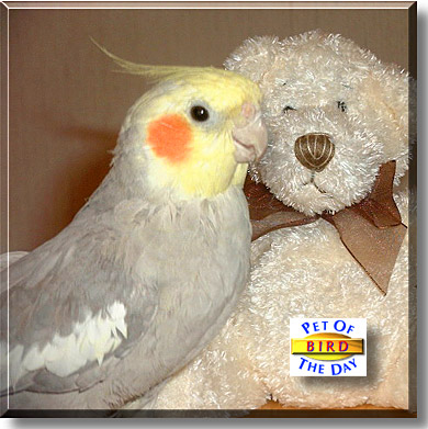 Bird, the Pet of the Day