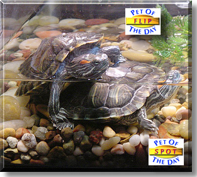 Flip, Spot, the Pet of the Day