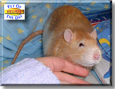 Helios, the Pet of the Day