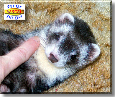 Rascal, the Pet of the Day
