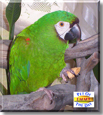 Emmy, the Pet of the Day
