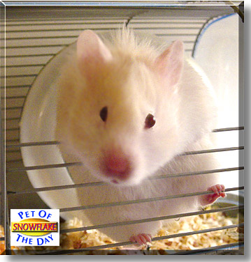 Snowflake, the Pet of the Day